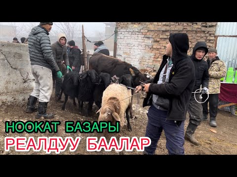Видео: Ноокат Мал Базары / 21_01_2024
