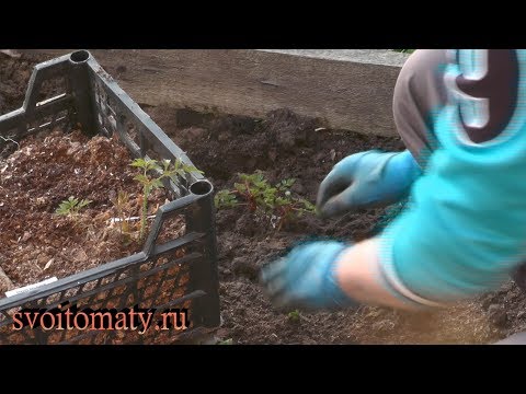 Видео: Весенняя посадка астильб  на постоянное место