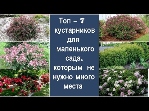 Видео: ❀ Топ – 7 кустарников для маленького сада, которым не нужно много места