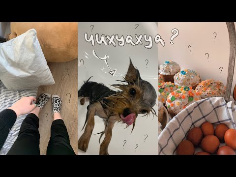 Видео: Первое купание и СНОВА к ветеринару!?