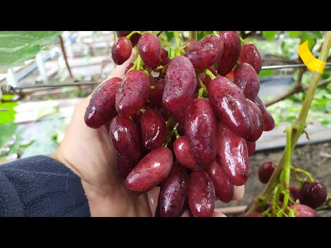 Видео: Виноградное Ассорти!!! часть 7