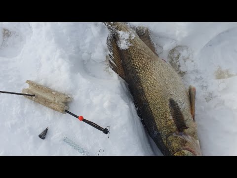 Видео: ловля судака на плёнку. Зеленогорск 16.02.23.