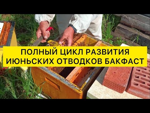 Видео: 2023 Полный цикл развития июньских отводков Бакфаст с молодыми матками и получение мёда в Сибири