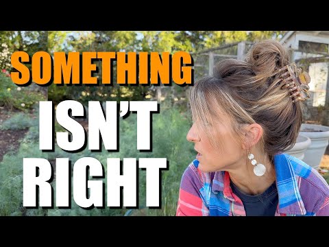 Видео: Что-то не так