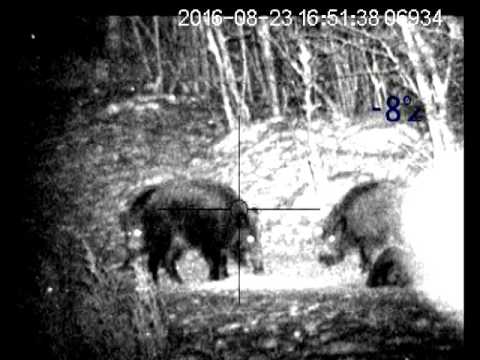 Видео: Калибр - 223, стрелял в ухо. 16.12.16г. Добыт 2.