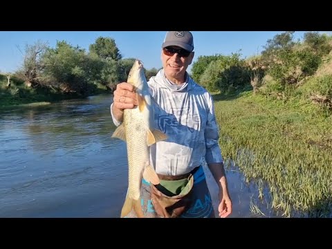 Видео: Река Огоста - риболов на бяла мряна и дунавски морунажи.