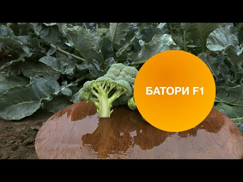 Видео: БАТОРИ F1 | Овощная усадьба