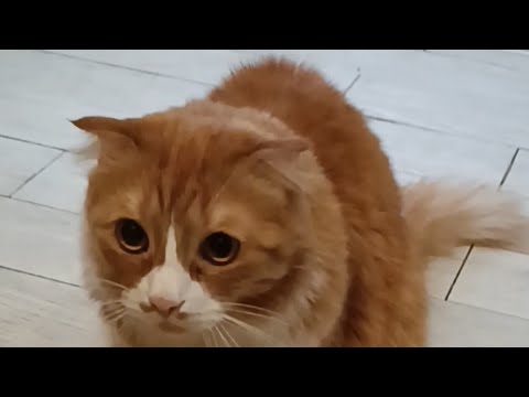 Видео: Кот не пускает в гости!!! 