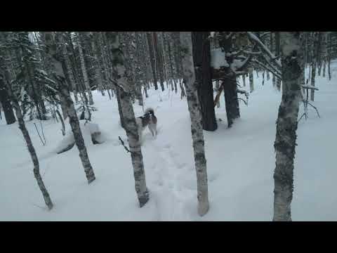 Видео: Охота. Проверка капканов на куницу.