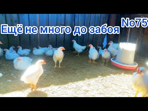 Видео: Корма летят как на дрожах😮