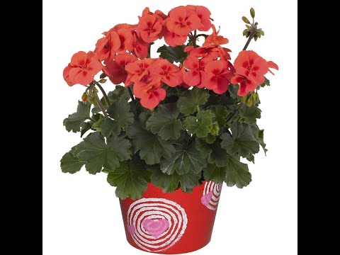 Видео: Пеларгонии. Преимущества промышленных сортов
