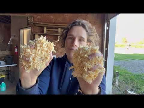 Видео: Хранение георгинов не должно быть сложным