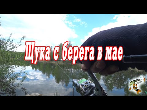 Видео: Щука с берега в мае, спиннинг. Воблеры и колебалки