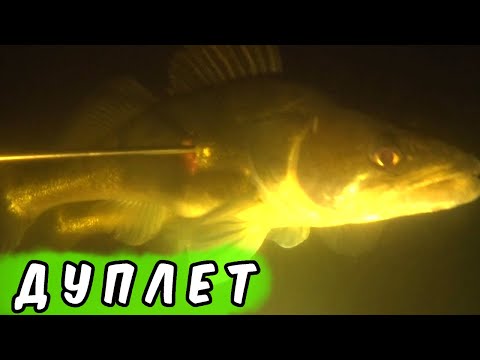 Видео: Судачары Днепра. ПОДВОДНАЯ ОХОТА