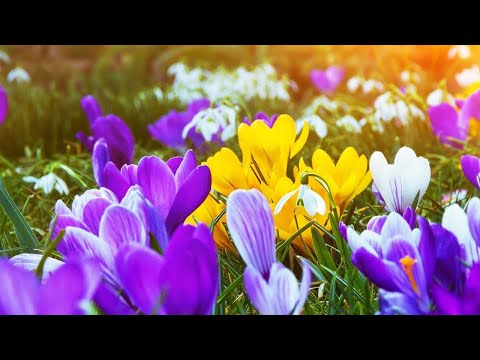 Видео: СБОРНИК КРАСИВЫЫХ МЕЛОДИЙ "Вдохновение природы: музыкальный путь к гармонии" #МУЗЫКА #КРАСИВАЯМУЗЫКА