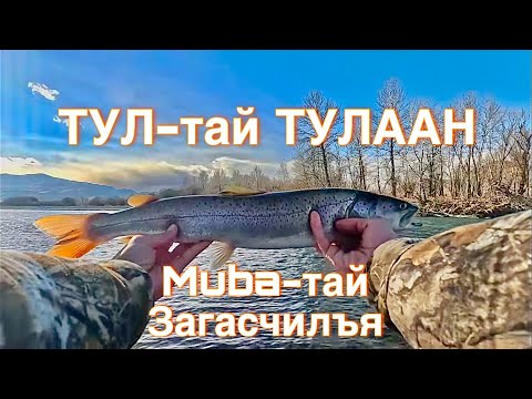Видео: ТУЛТАЙ ТУЛААН 🎣Мөба-тай ЗАГАСЧИЛЪЯ🎣[Fight with Taimen, Fishing in Mongolia]