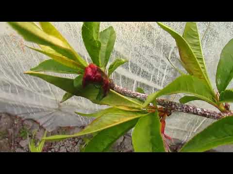 Видео: КАК ВЫЛЕЧИТЬ ПЕРСИК.