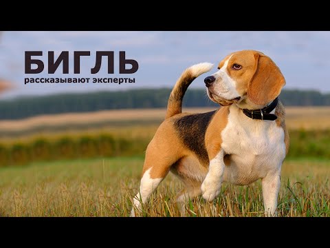 Видео: БИГЛЬ.  Все о породе!