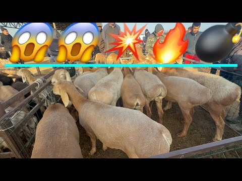 Видео: Кой базар сокулук мал базары 5- октябр 
