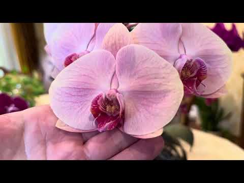 Видео: МОИ НЕ « модные» 🙄и не «популярные» 🥹( орхидейный мусор) эпизод 2🌸