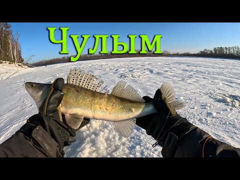 Видео: Рыбалка по судаку, Чулым.