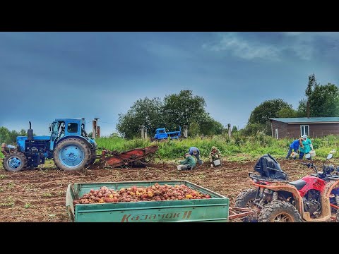 Видео: ОСЕННИЙ СБОР УРОЖАЯ 1.2 ТОННЫ КАРТОФЕЛЯ.На Дт75 Провернуло Вкладыши!БЛАГОУСТРОЙСТВО СКВАЖИНЫ ГОТОВО!