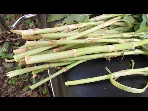 Видео: Собираю первую кислянку , кислинку  ! Южный Урал !