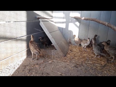 Видео: Фазаны//Охотничьи фазаны//молодёжь перевел в вольер//25 августа 2022 год
