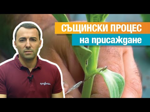 Видео: Присаждане на дини, еп. 4: Същински процес на присаджането