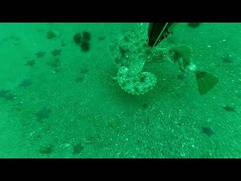 Видео: Подводная охота в Ливадии, бухта Стрельбище. Осьминог, Морской черт.