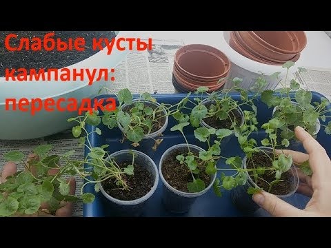 Видео: Слабые и маленькие кампанулы: пересадка и формировка