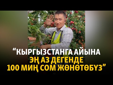 Видео: Англияга айыл чарба жумушуна келип, “белим ооруйт эле” дегендер болот