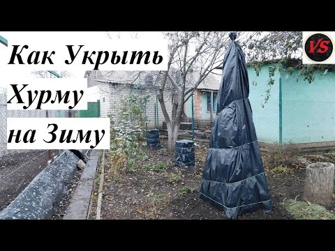Видео: Как Укрыть Хурму на Зиму