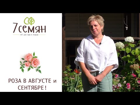Видео: РОЗЫ ОСЕНЬЮ: ЧЕМ ПОДКОРМИТЬ И КАК ПРАВИЛЬНО УХАЖИВАТЬ!