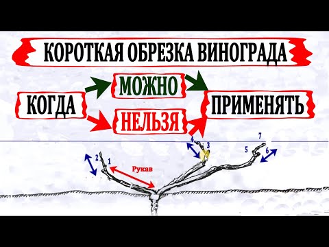 Видео: 🍇 Короткая ОБРЕЗКА ВИНОГРАДА. Не останься БЕЗ УРОЖАЯ. Узнай, МОЖНО ли обрезать коротко твой виноград