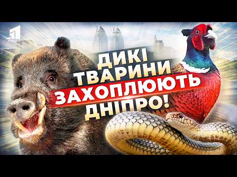 Видео: Дикі Тварини Вже на Вулицях і у Дворах Дніпра! Що Робити?