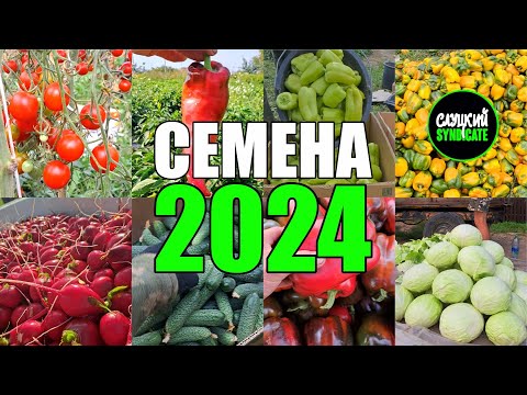 Видео: Мой выбор СЕМЯН на 2024