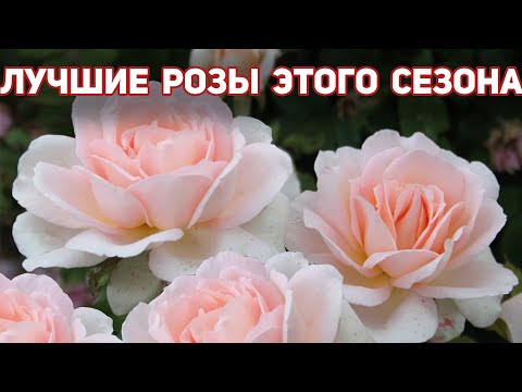 Видео: ТОП 4- Самые лучшие розы, которые удивили в этом сезоне! Сорта без недостатков!