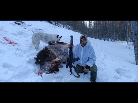 Видео: Охота на изюбря на отстое Юго-Западной Якутии в Олекминском районе