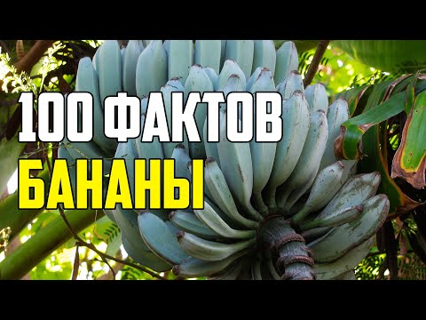 Видео: 100 ИНТЕРЕСНЫХ ФАКТОВ О БАНАНАХ