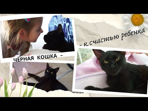 Видео: Чара\ История черной кошки