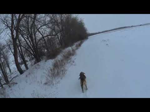 Видео: Охота с мр 155. Охота на зайца.