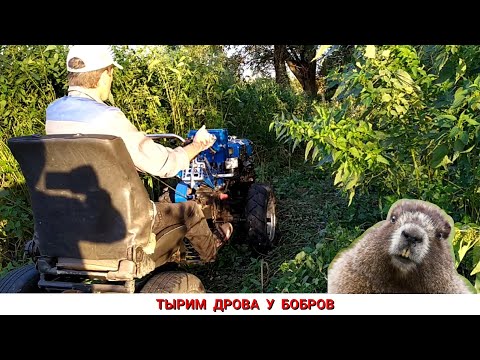 Видео: ТЫРЮ ДРОВА У БОБРОВ / ЗАГОТОВКА ДРОВ МОТОБЛОКОМ ЛЕГКО