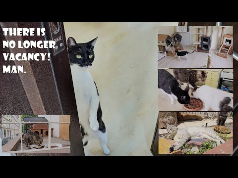 Видео: Я спас так много кошек, что мне не хватило места и в доме, и в саду.