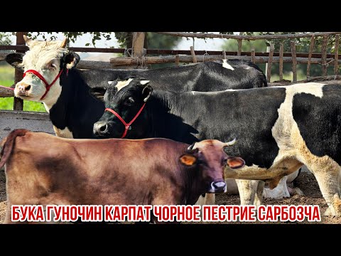 Видео: Молҳои Сарбозча арзон бука гуночино карпат 13 сентября 2025 г.