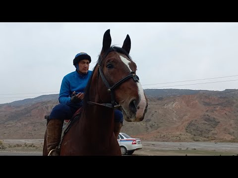 Видео: Кобра жана Нурбек балбан (интервю)