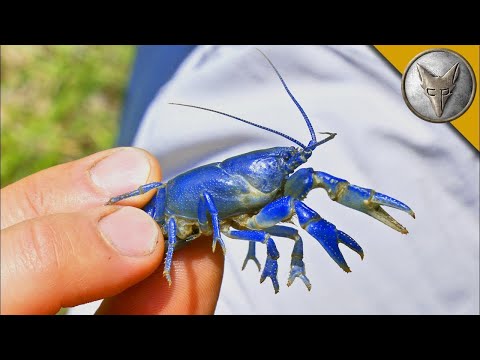Видео: Рядък син рак открит! Откриване на нов вид?! 🦀 Brave Wilderness Български