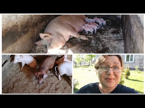 Видео: Где Женя? Очередное пополнение в хозяйстве😁