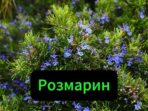 Видео: Розмарин (Rosmarinus officinalis folium) – натуральное лекарственное сырьё