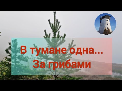 Видео: Эстония. Одна рванула за грибами.